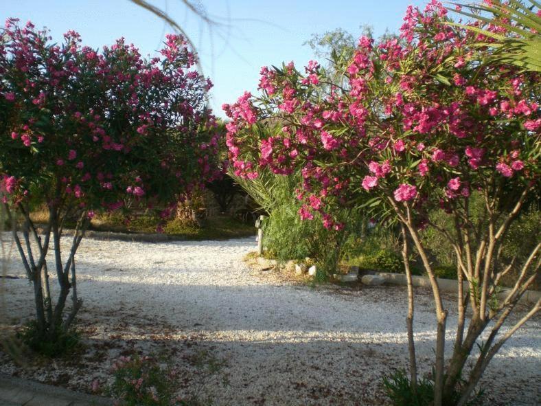 Casas Rurales Cortijo Torreblanca Parque Cabo De Gata El Pozo de los Frailes Extérieur photo